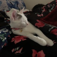 ミント