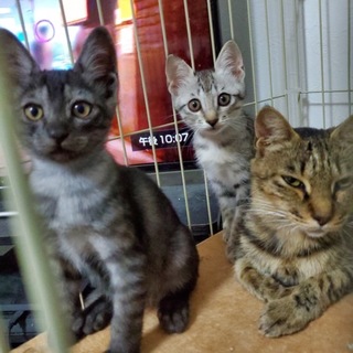 お話中☆メスの大人しい猫1匹です。