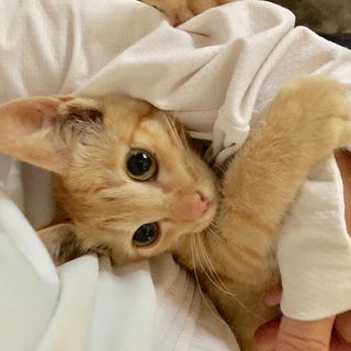 人懐っこい可愛い茶トラちゃん