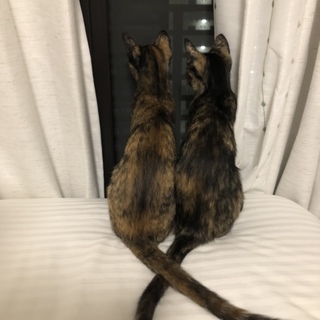 見れば見るほどハマる、愛おしいサビ猫姉妹