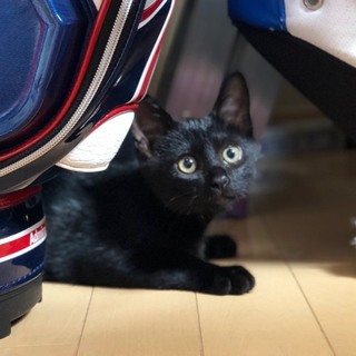 甘えん坊で几帳面な黒猫くん