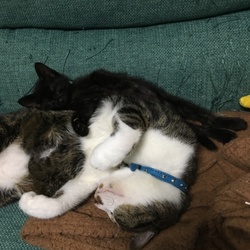 「てっちゃん、大人の階段登ってたんかい」サムネイル2