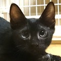 元気な黒猫男子,賢いけれどちょっとキカンボ