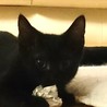 元気な黒猫男子,賢いけれどちょっとキカンボ サムネイル2