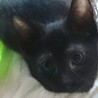 元気な黒猫男子,賢いけれどちょっとキカンボ サムネイル7