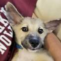 生後2か月仔犬 男の子