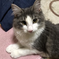 ｱﾙｽﾄﾛﾒﾘｱ