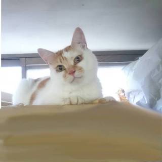 趣味、爆走♪茶白のタマ