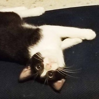 ３カ月ハチワレ白黒タキシードのイケメン君