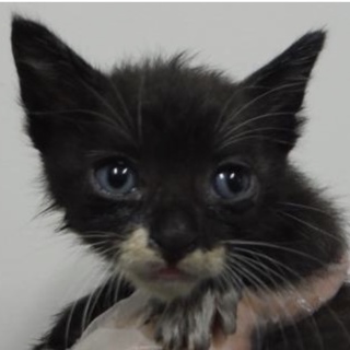 募集を終了いたします。