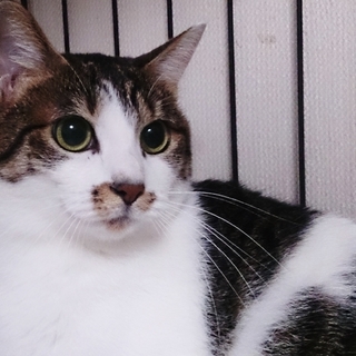 かわいいシロキジ すみれちゃん