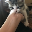 【8月6日生まれ】仔猫4兄弟の里親様募集です