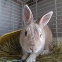 保護うさぎ/160マフィンくん