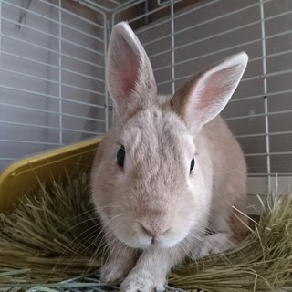 保護うさぎ/160マフィンくん