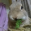 保護うさぎ/159メープルちゃん
