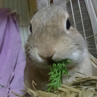 保護うさぎ/159メープルちゃん