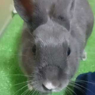 保護うさぎ/148はなび