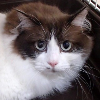 つんつんでれでれ　ミンミンちゃん【動画】