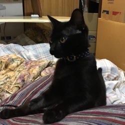 意外に嫌がらない