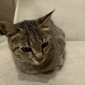 親子の里親募集