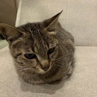 親子の里親募集
