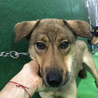 里親様決定しました！ありがとうございます✨