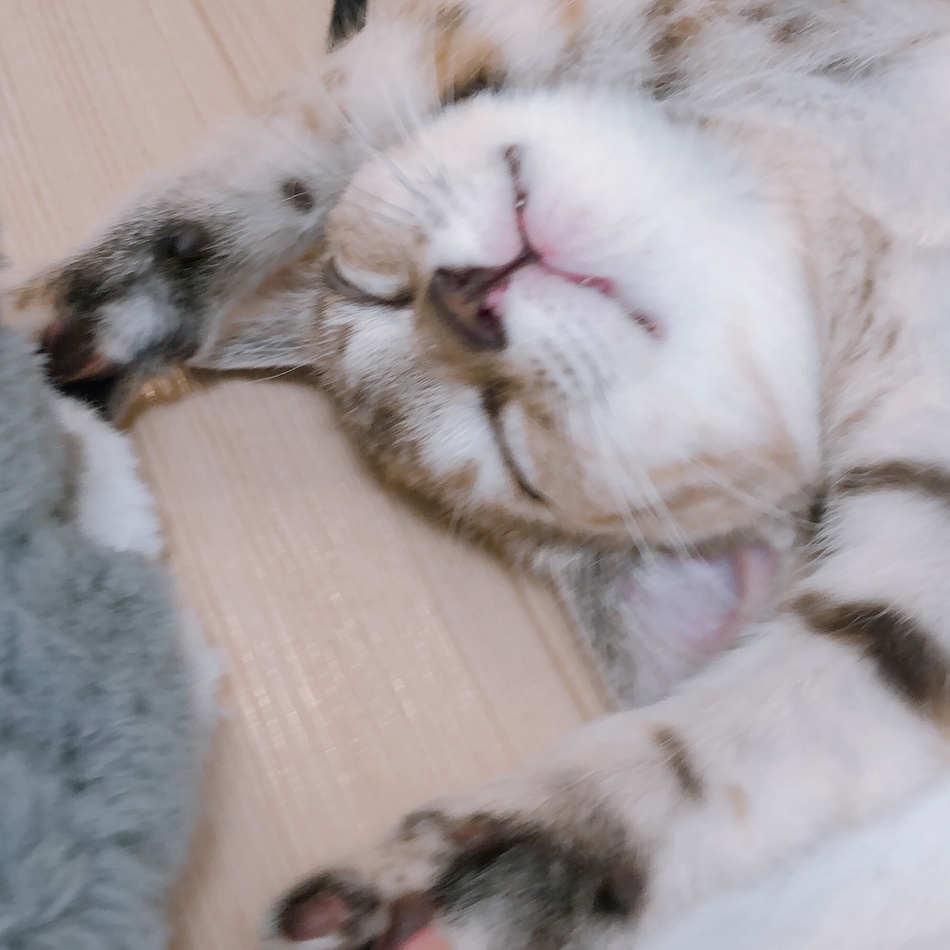 めいのカバー写真