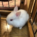 8月7日生まれ 子供二匹