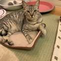 里親募集