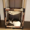 ハンモック作ってみたけど。使い方ちがうよ、うたちゃん。