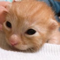 子猫の里親募集！茶トラ