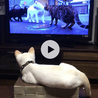 猫ちゃんのTVを特等席で鑑賞中のコタロウくん。ガン見！！