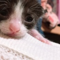 子猫の里親募集！ハチワレ