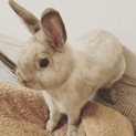 ネザーランドドワーフ♂去勢済です。