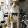むちみつ