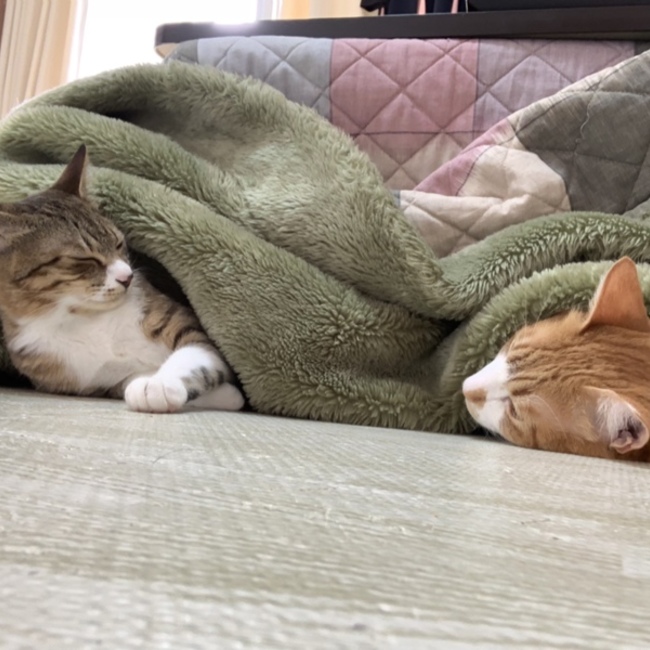むちみつのカバー写真