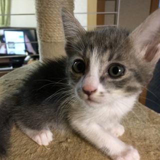 ７月11日生まれのカワイイ子猫です