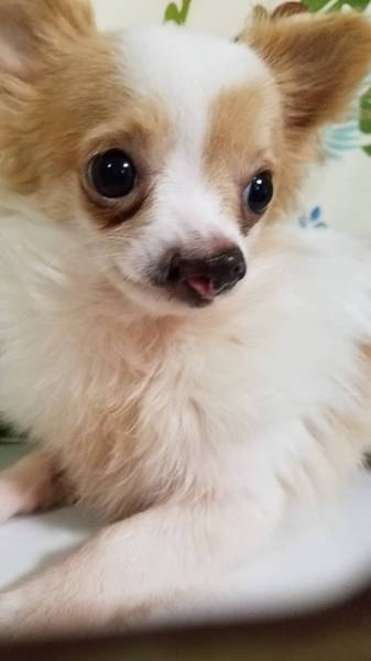 チワワ(シエル)の家族を」千葉県 - 犬の里親募集(278171) :: ペット