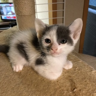 ７月11日生まれのカワイイ子猫です