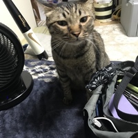 ハピ