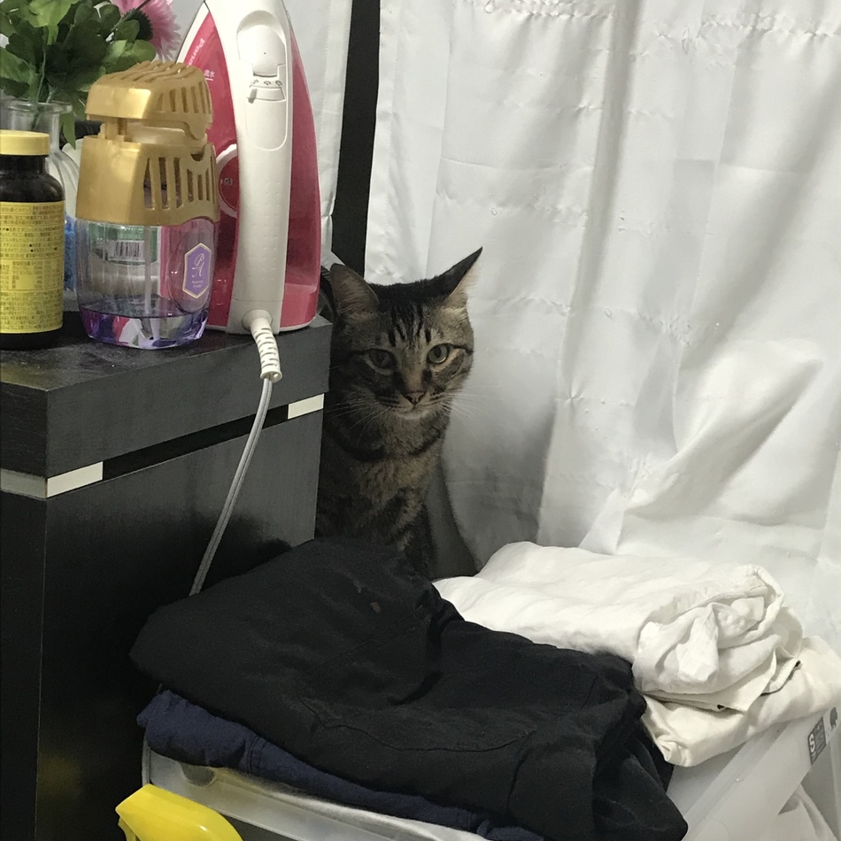 ハピのカバー写真