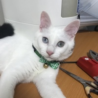 こふく