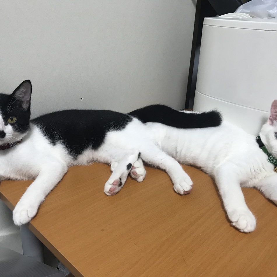 こふくのカバー写真