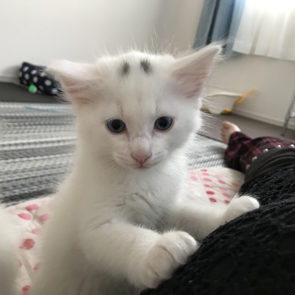 オルガのカバー写真