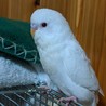 里親決定しました！セキセイインコ まっしろこさん サムネイル3