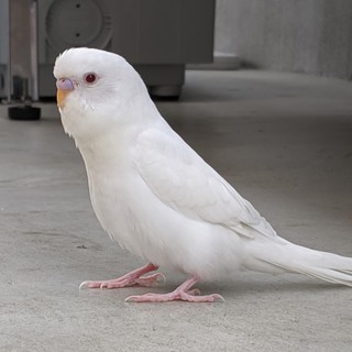 里親決定しました！セキセイインコ まっしろこさん