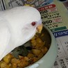 里親決定しました！セキセイインコ まっしろこさん サムネイル2