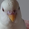 里親決定しました！セキセイインコ まっしろこさん サムネイル4