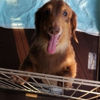 人が大好きで甘ったれくん５～６歳