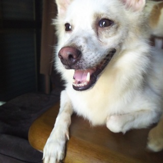 至急！里親募集！３才の女の子